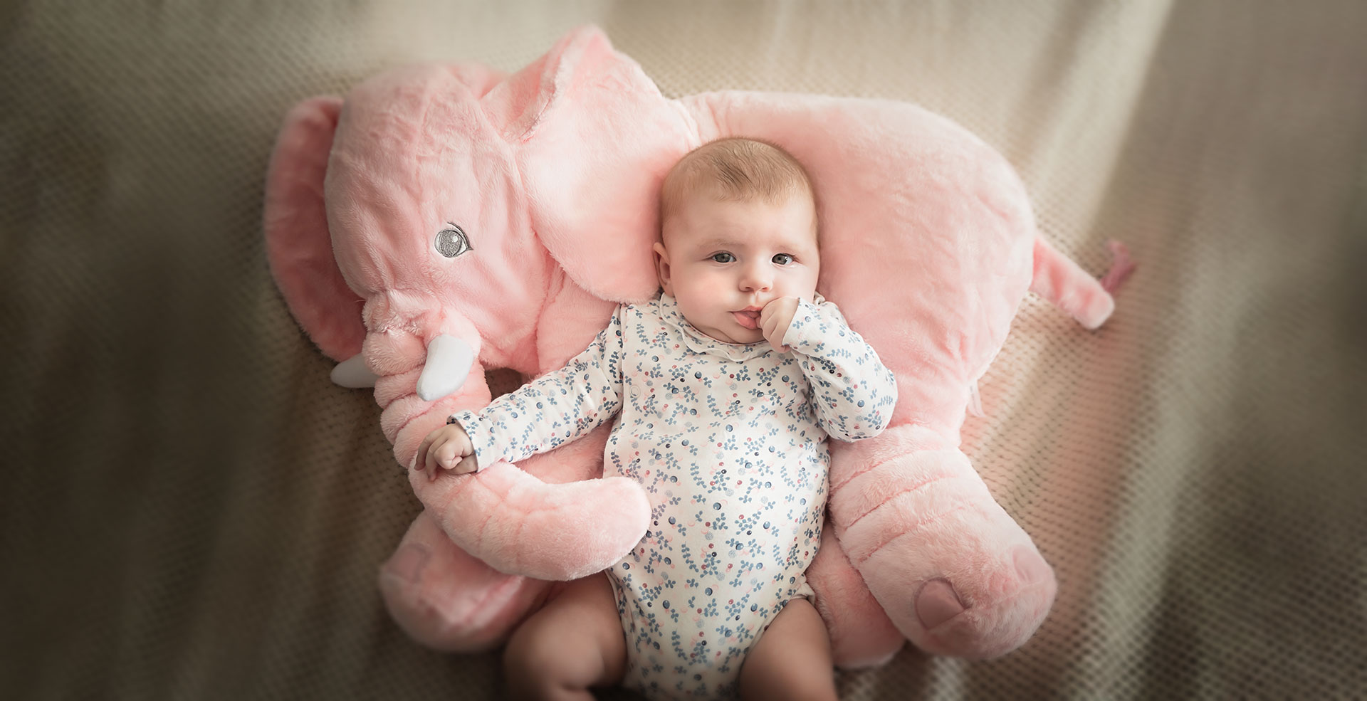 photo de naissance contre un éléphant en peluche rose à domicile
