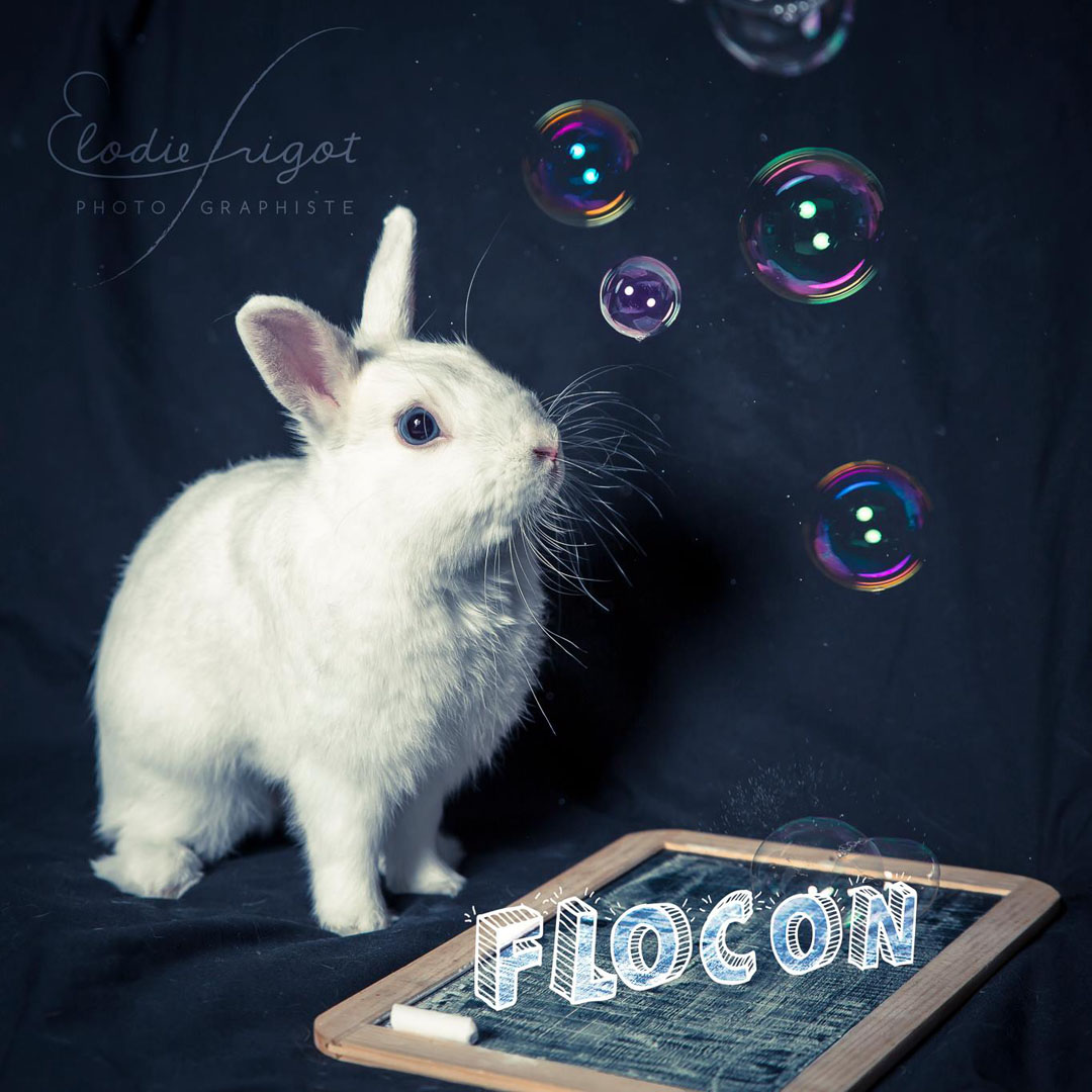 Portrait lapin blanc Elodie Frigot Photographe